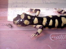 A. t. mavortium #2