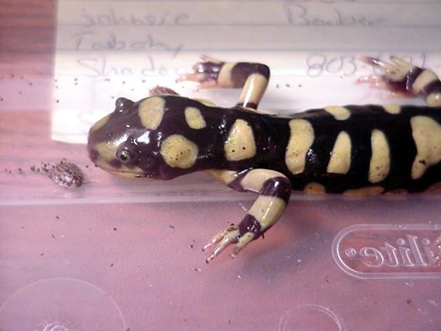 A. t. mavortium #2