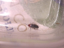 Odd roach here in SC