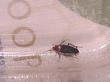Pale-bordered Field Roach???
