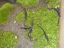 Plethodon jordani's