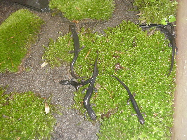 Plethodon jordani's