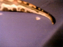 borneos blurry tail tip ailment