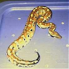 ozzy my borneo
