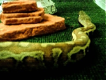 is this a borneo or a sumatran?