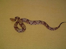My Copperhead