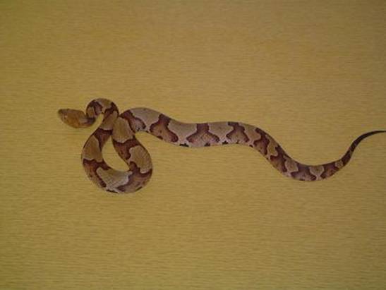 My Copperhead