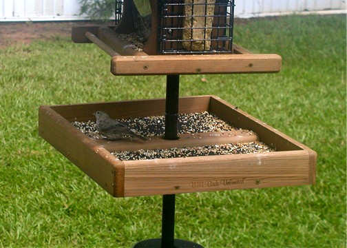 Feeder Bird