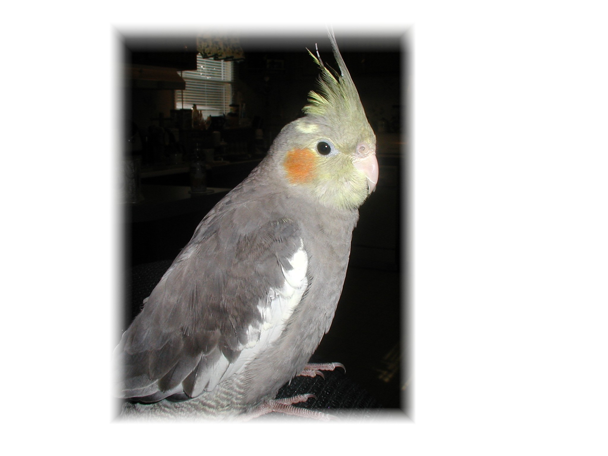 This is Sweetie!