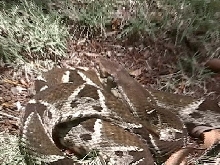 Terciopelo