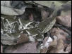 Osa terciopelo