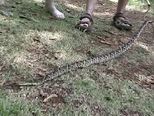 Female asper
