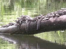 Baby American crocs
