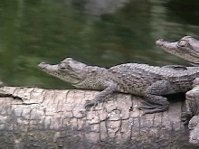 Baby American crocs
