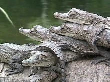 Baby American crocs