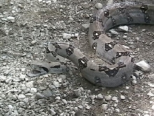 Costa Rican Boa