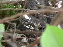 Eastern Massasauga