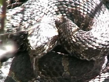Eastern Massasauga