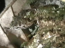 Green Schleg