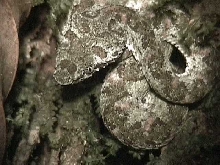 Eyelash viper