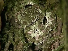 Eyelash viper