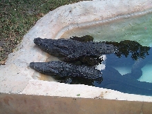 Siamensis at Miami Metrozoo