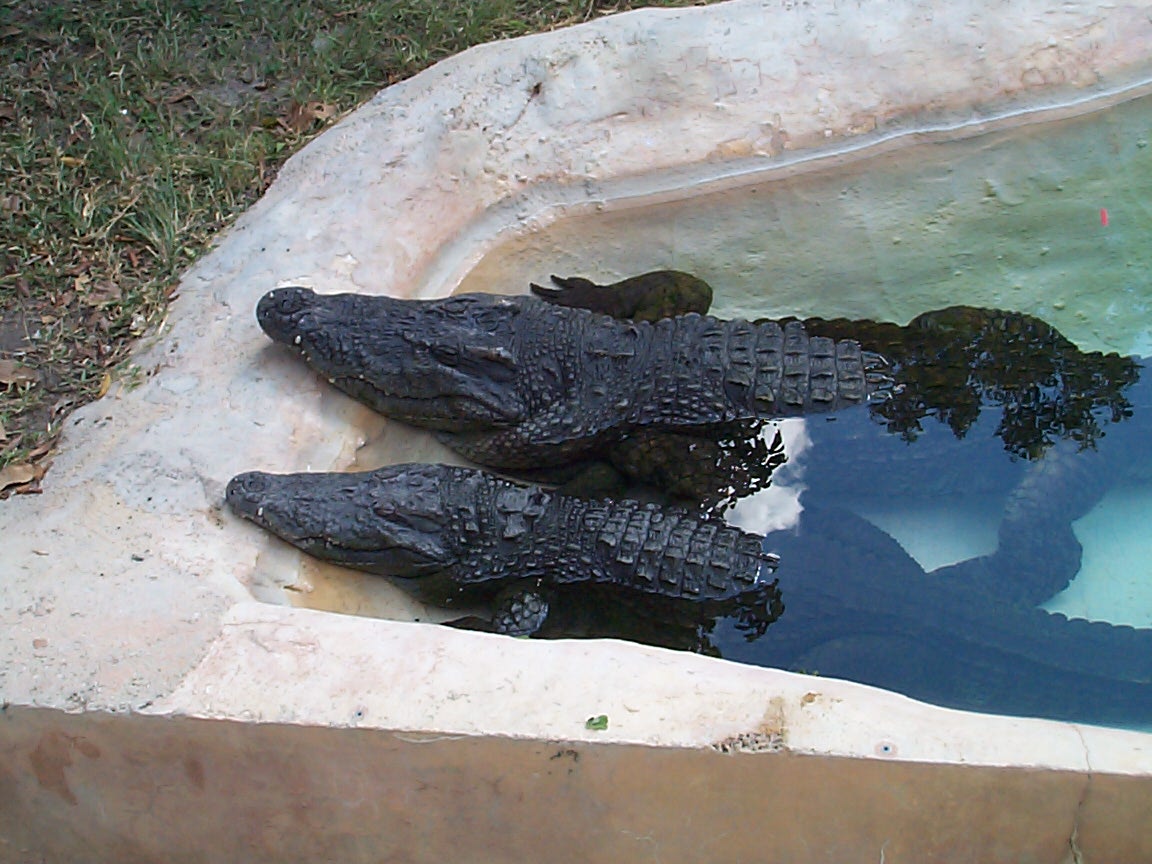 Siamensis at Miami Metrozoo