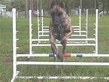 Cavaletti