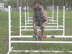 Cavaletti