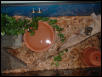 Penny's Enclosure