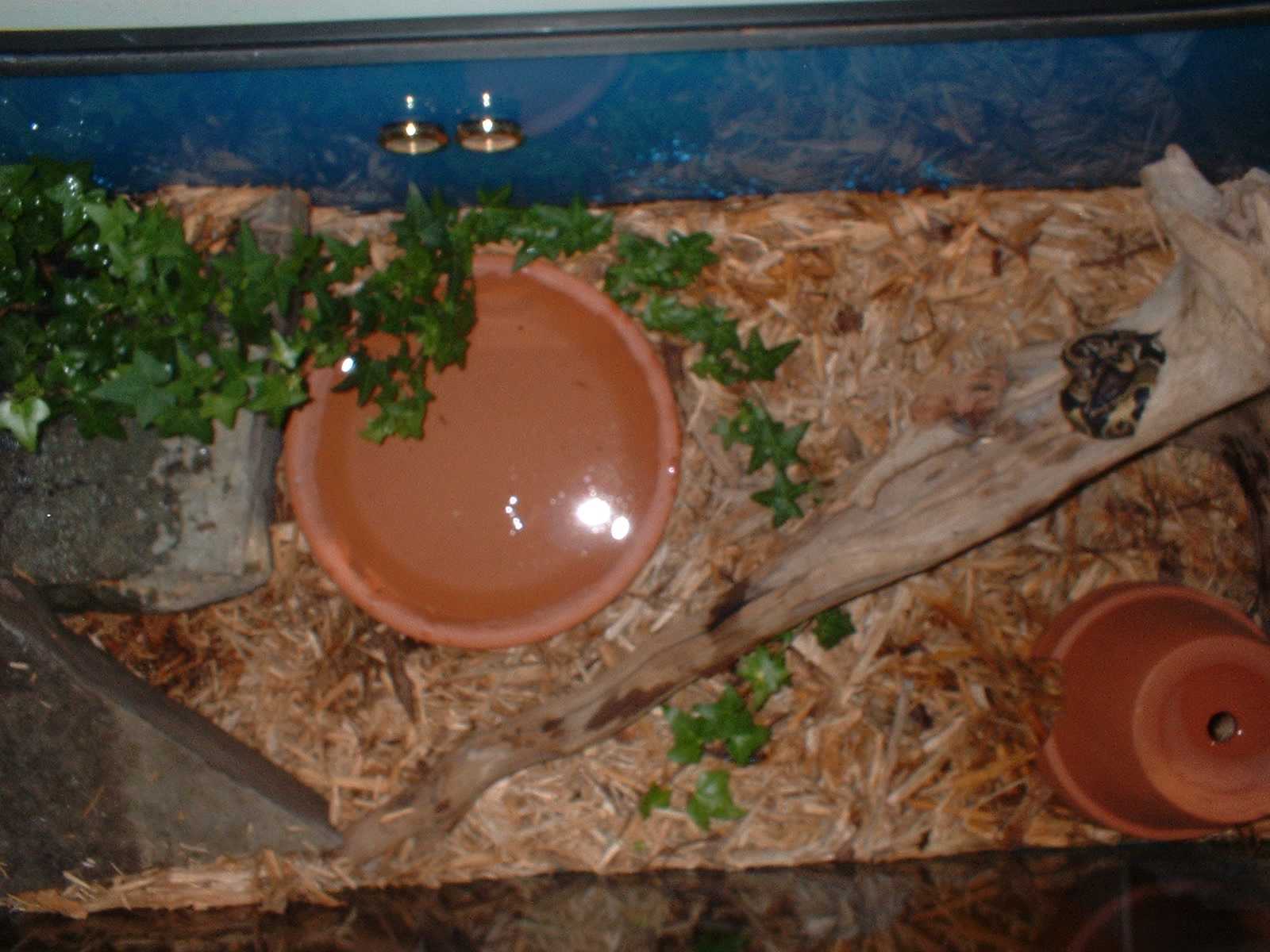 Penny's Enclosure