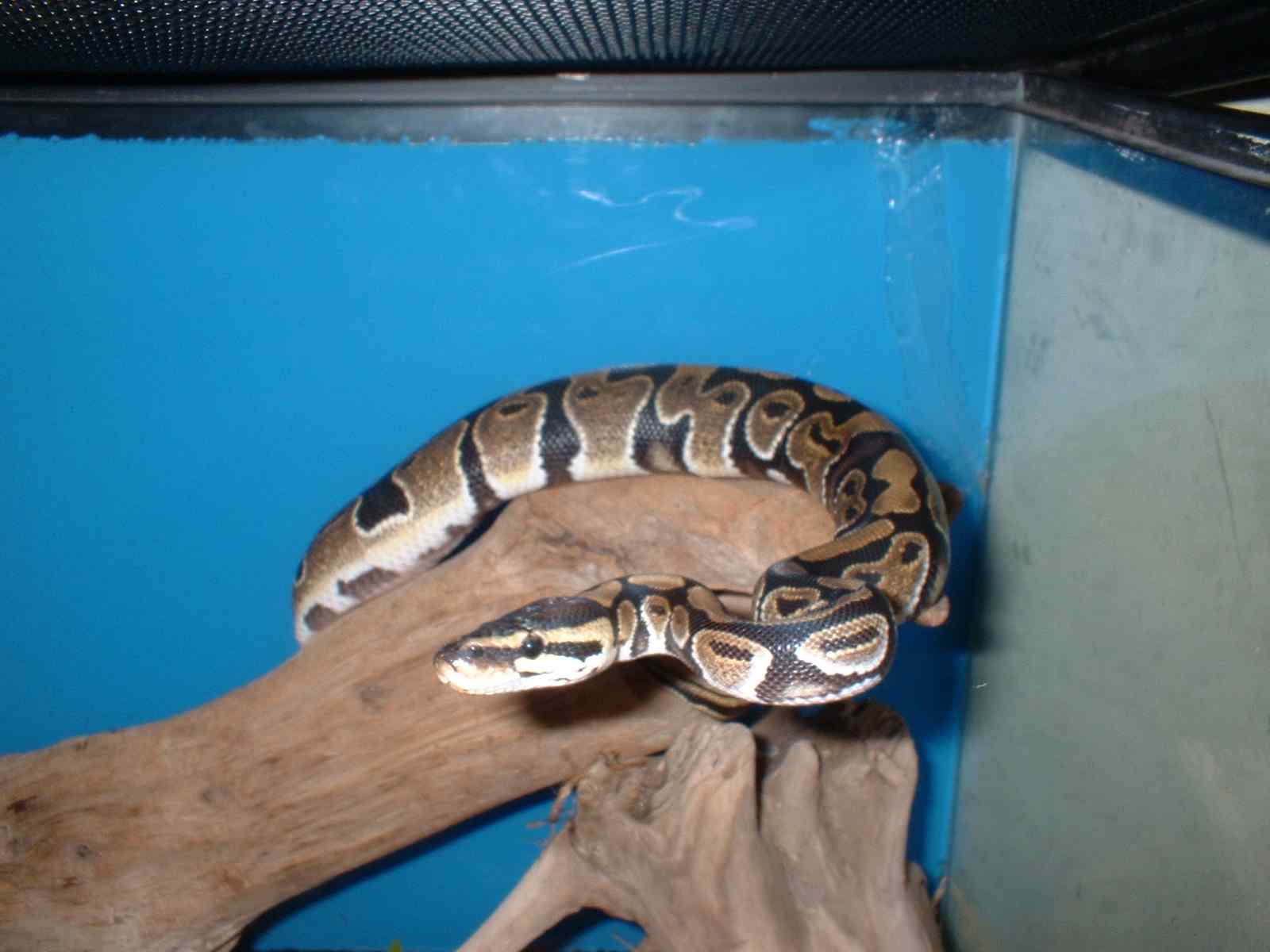 Penny haging out on her log