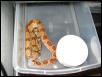 test pic