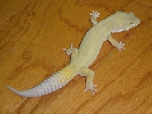 Zander