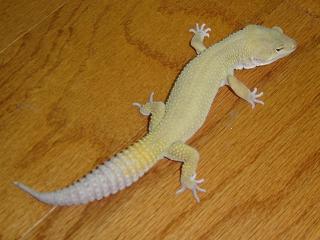 Zander