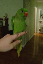 This is Kiwi