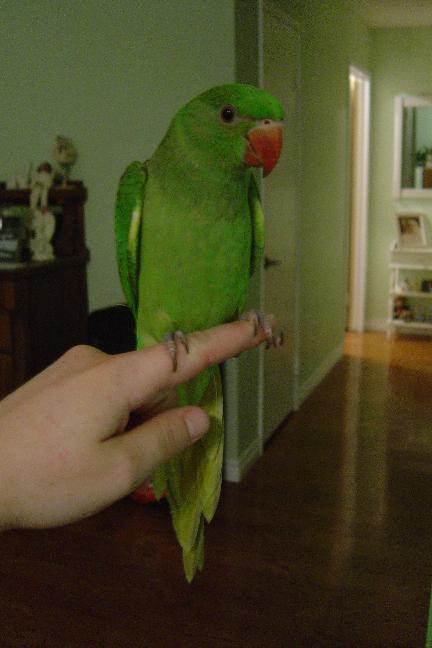 This is Kiwi