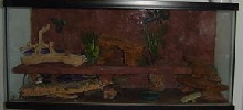 40 gal leo tank