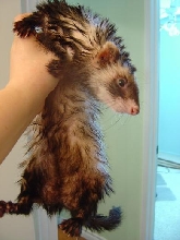 Oliver after a bath