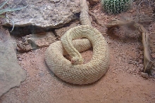 What is it?
