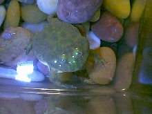 budgy lookin at me