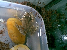 pacific treefrog