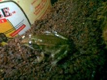 leopard frog