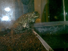 egyptian toad
