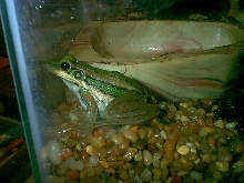 Greenback