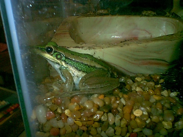 Greenback