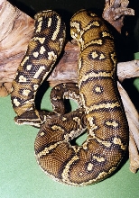 python