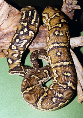 python