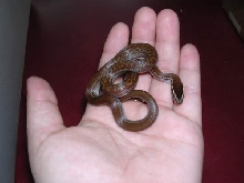 HS Female 1