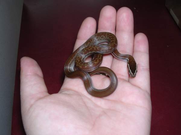 HS Female 1